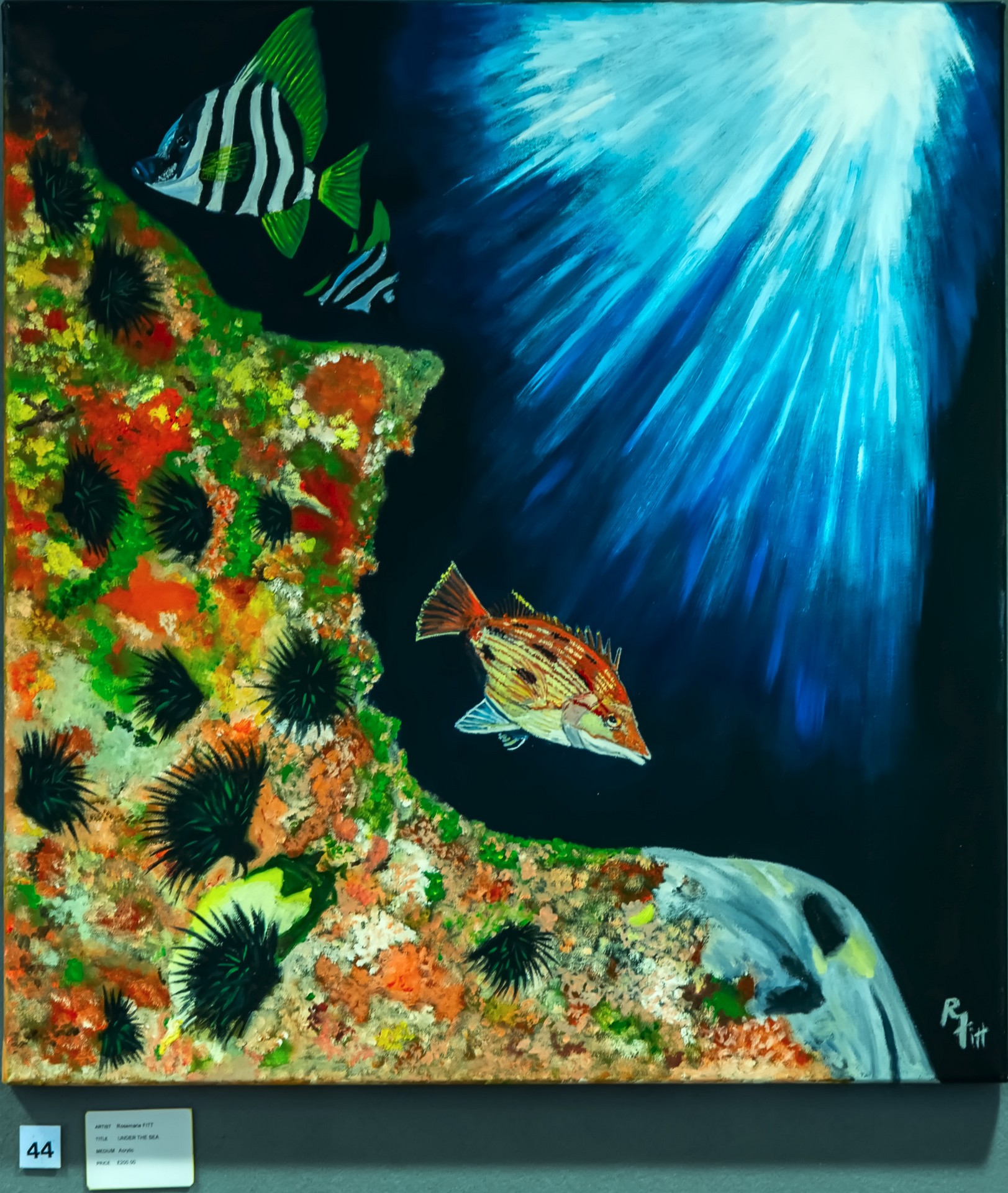 Under the Sea